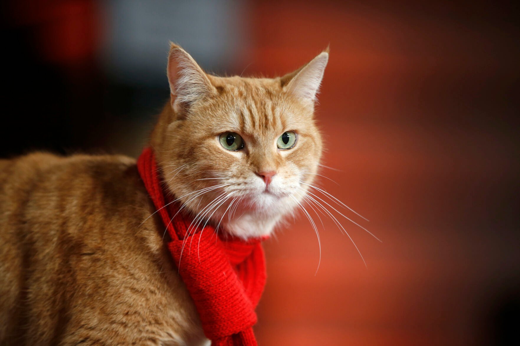 Bob the cat